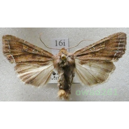 Lacanobia oleracea (Linnaeus, 1758) Czech16i